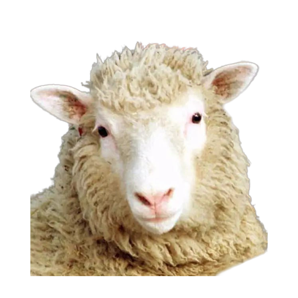 Dolly Sheep